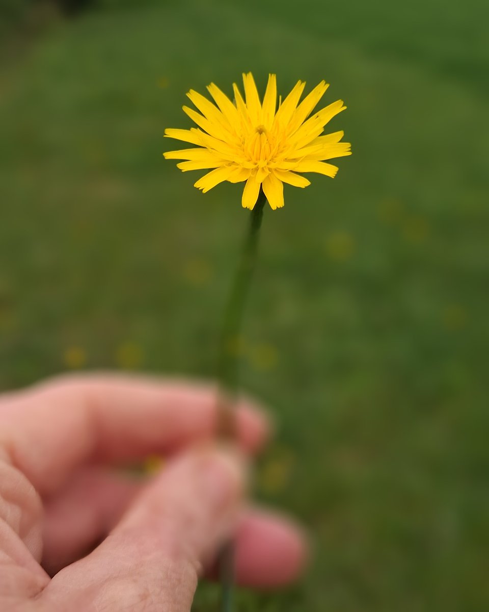 Hand met een bloem in de natuur